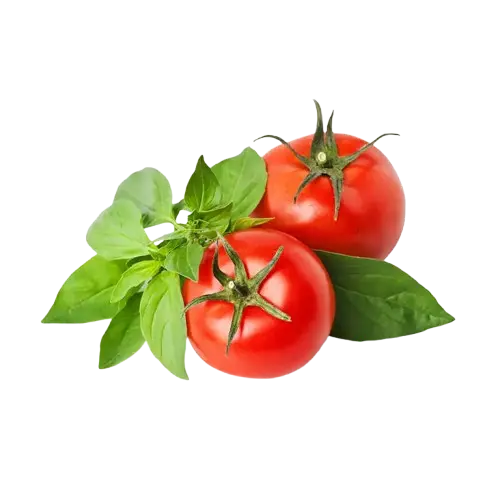 Fresh Tomato