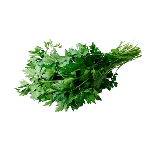 Fresh Coriander