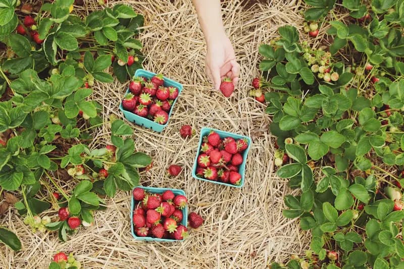 Exploring the Benefits of Farm-to-Table Shopping
